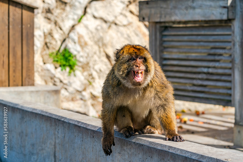 Barbary Macaque (Macaca Sylvanus) ape. Gibraltar, United Kingdom. Selective focus