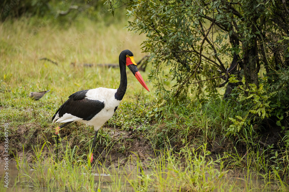 Close up image of a Saddle-Billed Stork in the grasslands in the greater Kruger park in South Africa