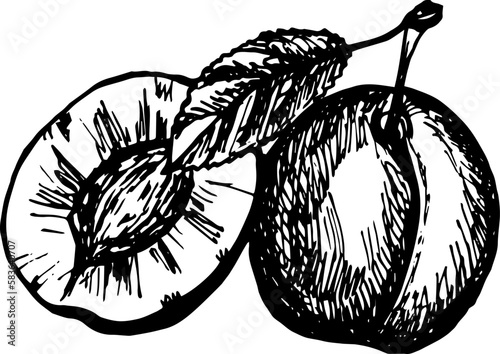 Plum isolated on white background. 