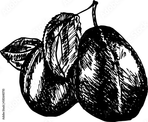 Plum isolated on white background. 