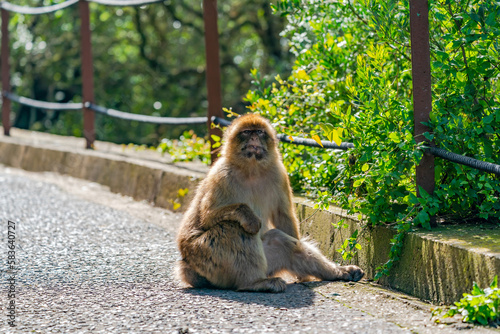 Barbary Macaque (Macaca Sylvanus) ape. Gibraltar, United Kingdom. Selective focus