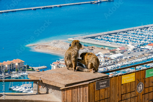 Barbary Macaque (Macaca Sylvanus) apes. Gibraltar, United Kingdom. Selective focus