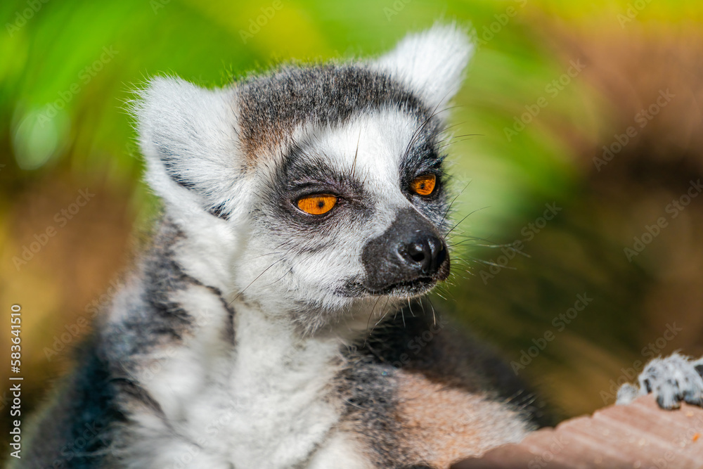 Obraz premium Ring-tailed lemur (Lemur catta) - endangered strepsirrhine primate endemic to the island of Madagascar
