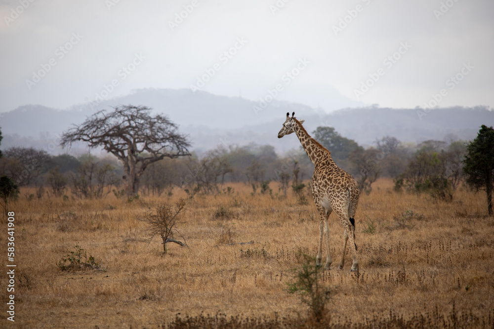 Fototapeta premium giraffe walking in the savannah