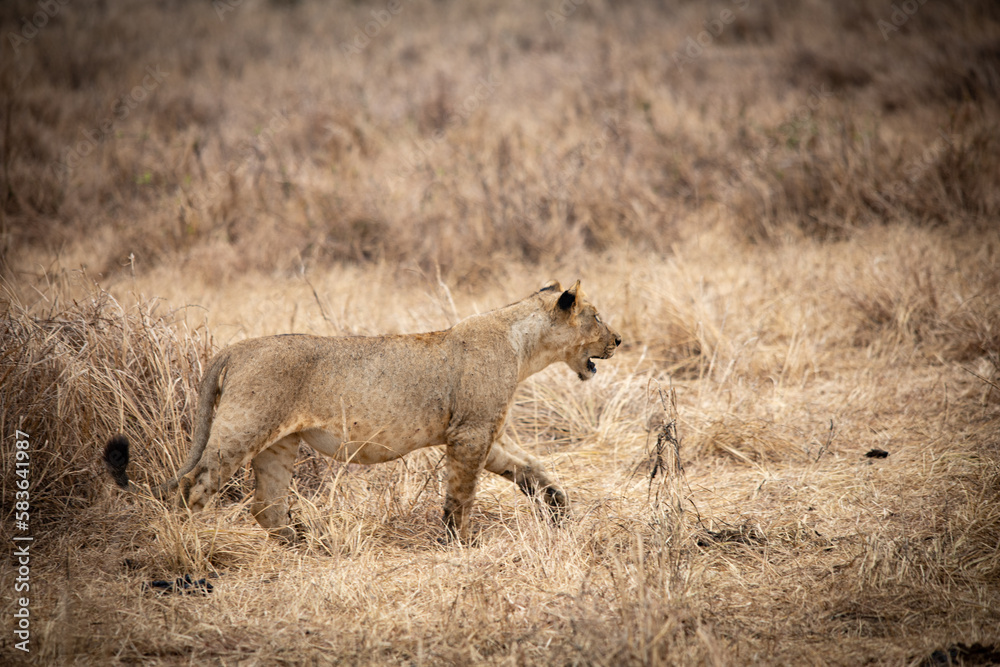 lion cub in the savannah lion cub in the savannah