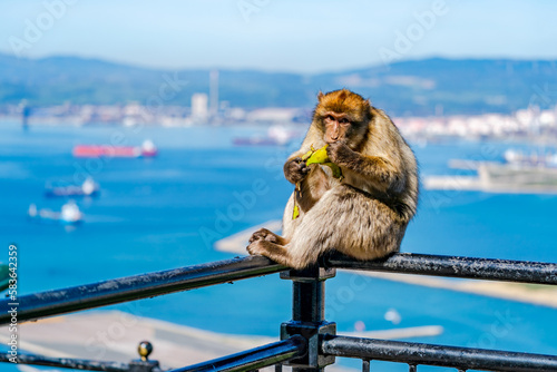 Barbary Macaque (Macaca Sylvanus) ape. Gibraltar, United Kingdom. Selective focus