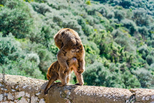 Barbary Macaque (Macaca Sylvanus) apes mating. Gibraltar, United Kingdom. Selective focus