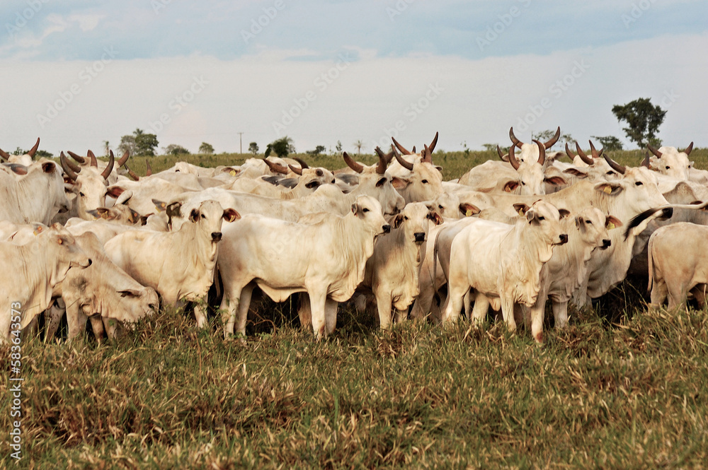 Obraz premium Vaca Nelore com bezerro em pasto