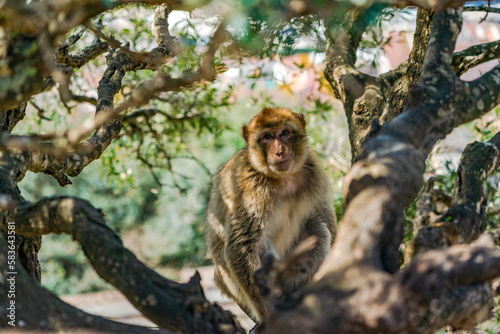 Barbary Macaque (Macaca Sylvanus) ape. Gibraltar, United Kingdom. Selective focus
