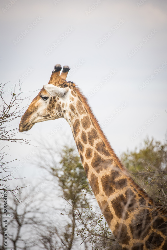 Close up image of a Giraffe in a national park in South Africa Close up image of a Giraffe in a national park in South Africa