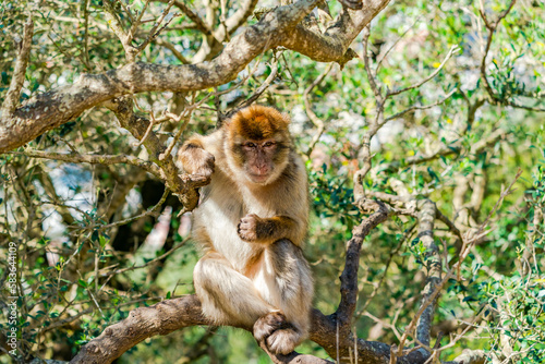Barbary Macaque (Macaca Sylvanus) ape. Gibraltar, United Kingdom. Selective focus