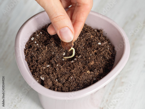 Wisteria seed with a small root is planted in the ground, close-up. Fingers hold the seed above the ground before planting.