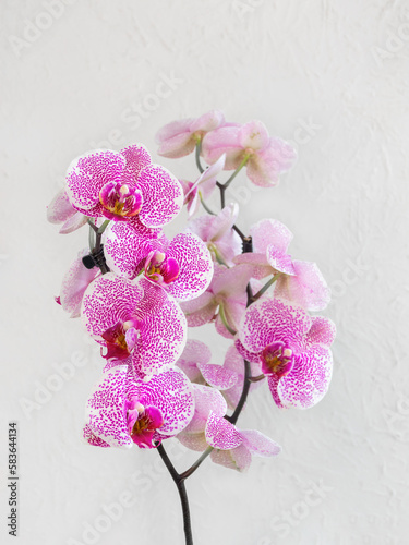 Tropical branch white with small purple speckles orchid flowers phalaenopsis (pandora elegance), known as the Moth Orchid or Phal. Flower on the white background. Selective focus on foreground. photo