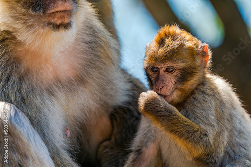 Barbary Macaque (Macaca Sylvanus) apes - mother and baby. Gibraltar, United Kingdom. Selective focus
