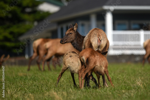 Elk deer that lives in America in its beautiful form with the herd photo