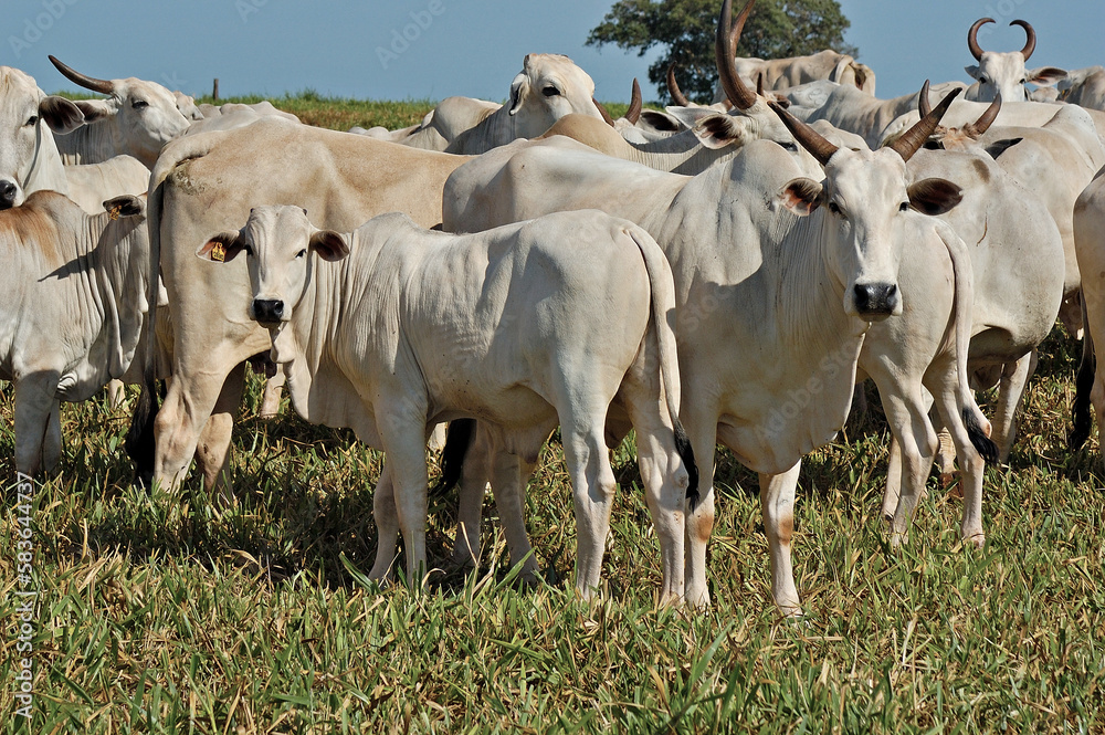 Vaca e bezerro Nelore em pasto verde