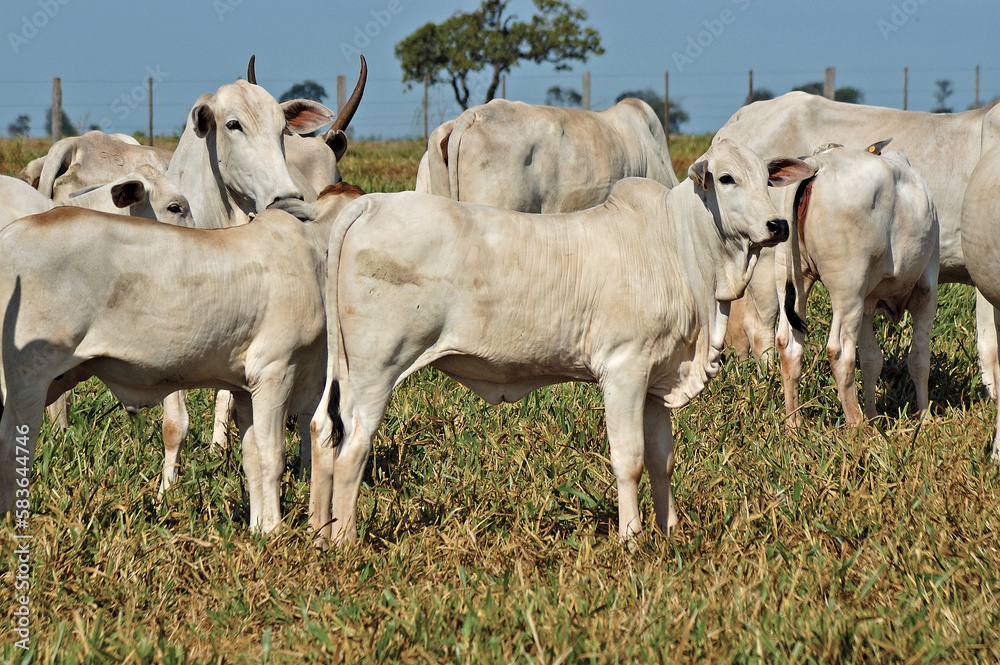 Obraz premium Bezerro e vaca Nellore em pasto verde