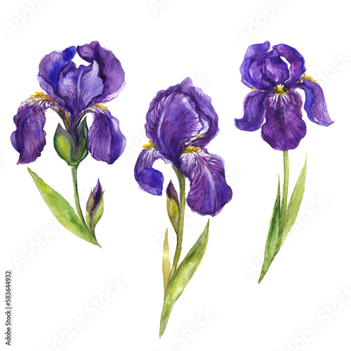 Vászonkép Watercolor irises flowers set, spring flowers on the white background