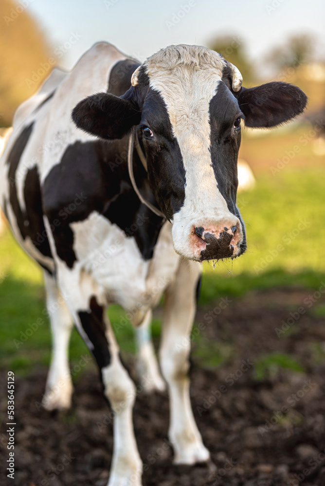 portrait of friesian dairy cow in the field. farm animal. cattle.