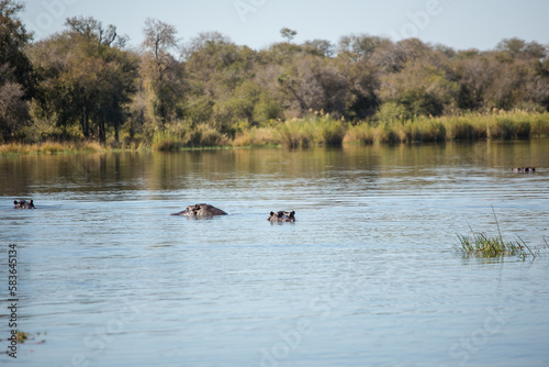 Close up image of a Hippo in a lake in a national park in South Africa