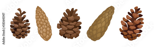 Fir or Pine Cones as Seed Plant Part Vector Set
