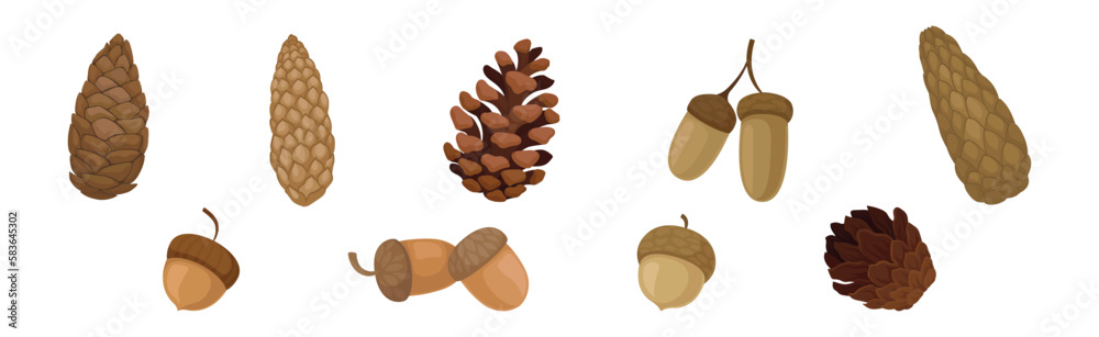 Fir or Pine Cones and Acorns as Seed Containing Plant Part Vector Set Fir or Pine Cones and Acorns as Seed Containing Plant Part Vector Set
