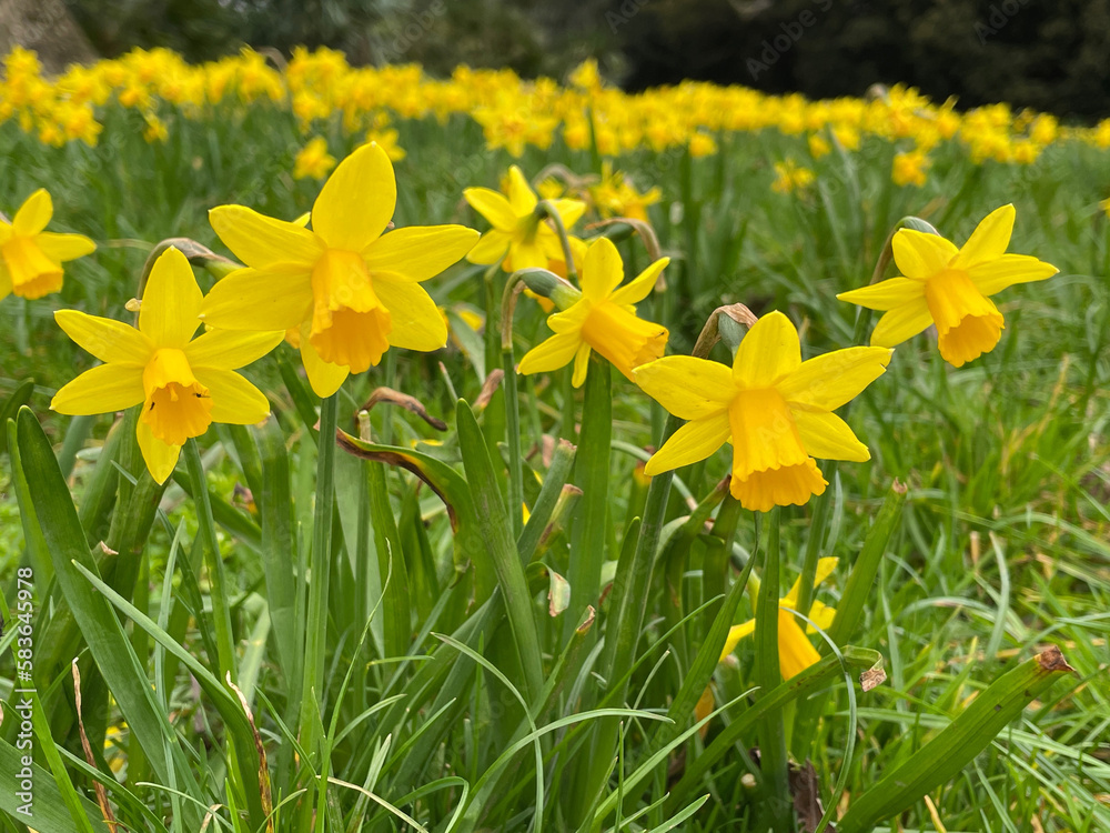 Cyclamineus small trumpet yellow daffodils. Cyclamineus small trumpet yellow daffodils.