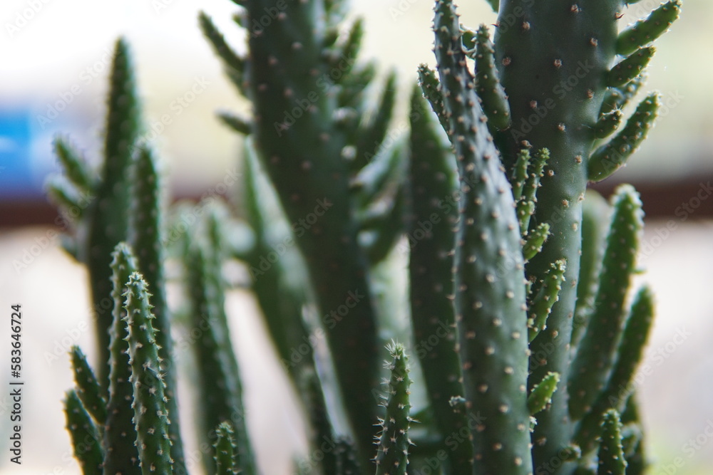 aloe vera plant in the garden aloe vera plant in the garden