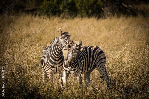 A stunning photo of a Zebra grazing in its natural habitat. Witness nature s wonders  and the importance of conservation in protecting endangered species and preserving Africa s biodiversity