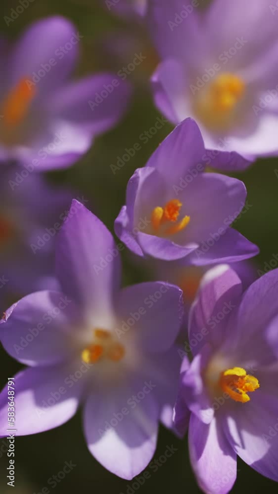 Springtime close-up view of violet crocuses. Soft selective focus of flowering crocus flowers. Vertical video Springtime close-up view of violet crocuses. Soft selective focus of flowering crocus flowers. Vertical video