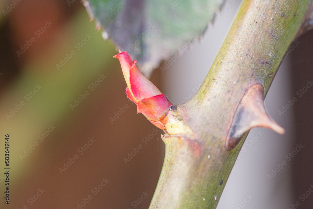 Roses and their very young buds in early spring on a warm, sunny day in photographic enlargement and close-up. Rose. Roses and their very young buds in early spring on a warm, sunny day in photographic enlargement and close-up. Rose.