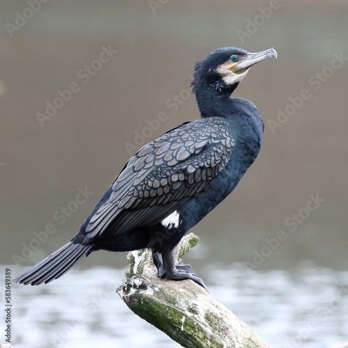 A cormorant at rest on a tree
