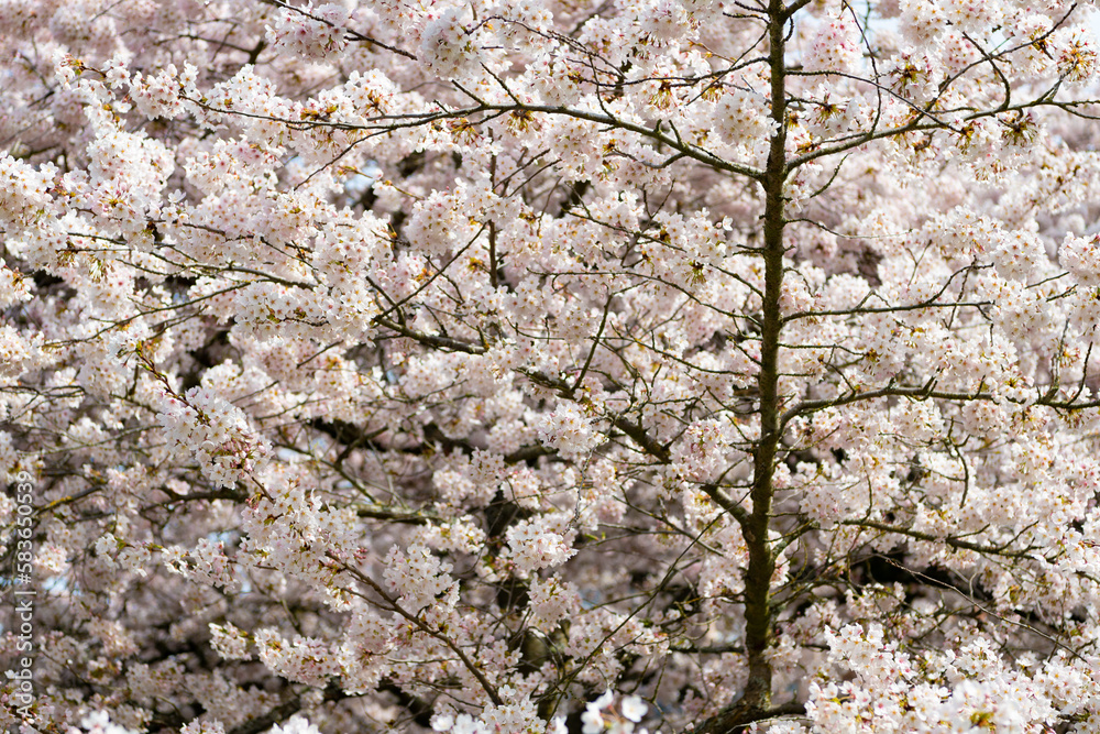 sakura tree flower blooming nature background in spring sakura tree flower blooming nature background in spring