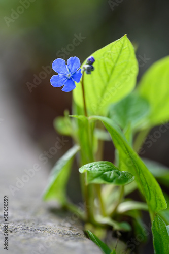Blaue Blume