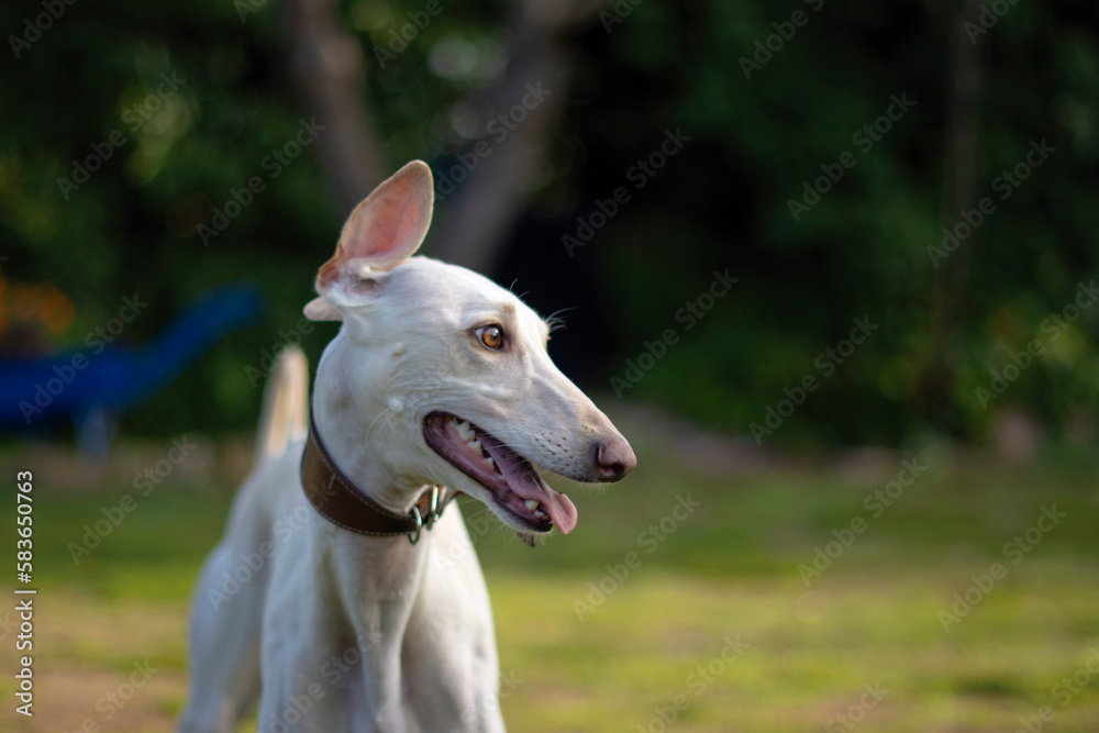 Greyhound female playing in nature	