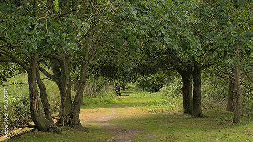 Hikin trail in between oak trees in the fleish countryside