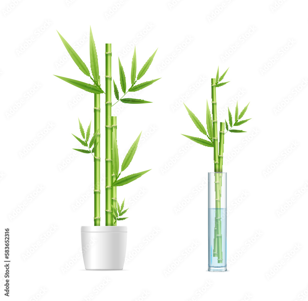 Realistic Detailed 3d Different Bamboo House Plant in Pot and in Vase Set. Vector illustration of Houseplant Realistic Detailed 3d Different Bamboo House Plant in Pot and in Vase Set. Vector illustration of Houseplant