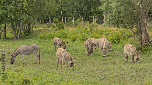 Donkeys grazing in nature in the Flemish countryside in Gevaerts-Noord nature reserve in Beernem, Flanders, Belgium