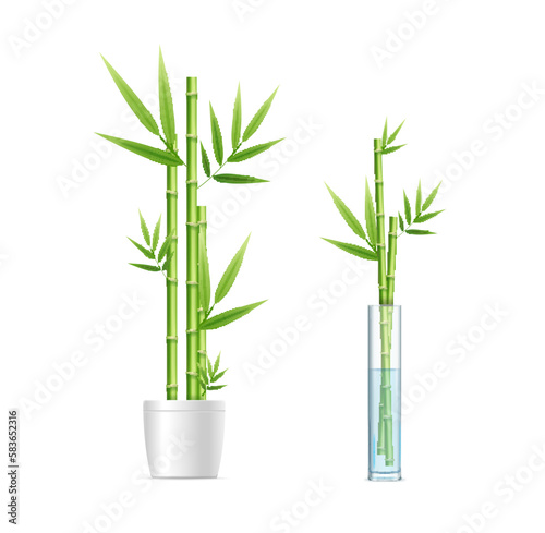 Realistic Detailed 3d Different Bamboo House Plant in Pot and in Vase Set. Vector illustration of Houseplant