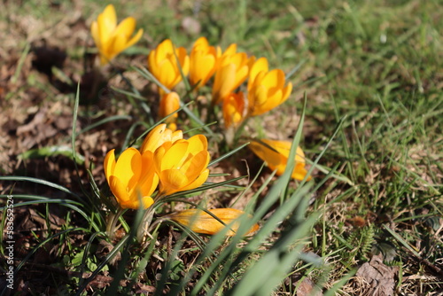 Sweden. Crocus flavus  known as yellow crocus  Dutch yellow crocus or snow crocus  is a species of flowering plant in the genus Crocus of the family Iridaceae. 