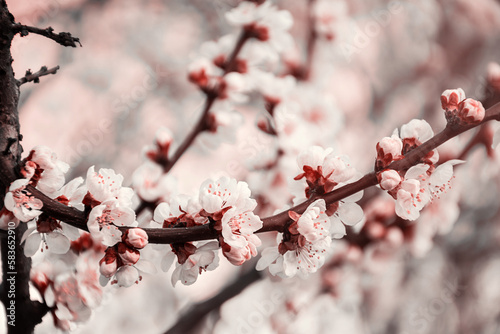 delicate spring blooming background in pink color