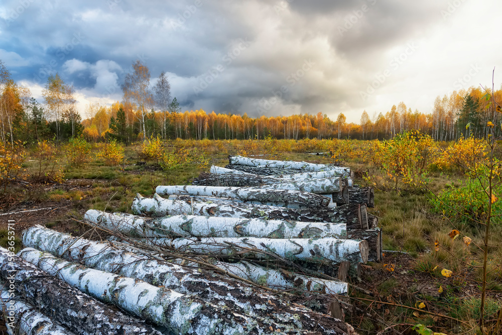 Fototapeta premium Birch firewood in the autumn birch forest. Preparing for winter in the countryside.