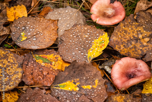 Autumn fallen leaves in raindrops and forest russula mushrooms. View from above . natural autumn look.
