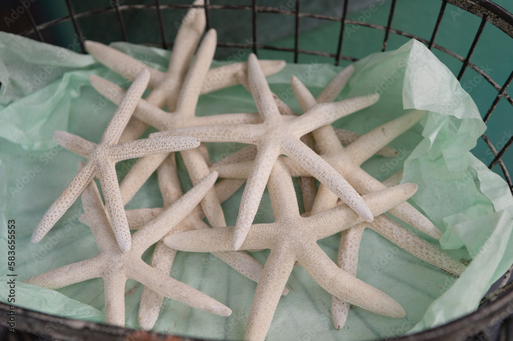marine starfish. wildlife of marine starfish. photo of marine starfish. sea marine starfish marine starfish. wildlife of marine starfish. photo of marine starfish. sea marine starfish
