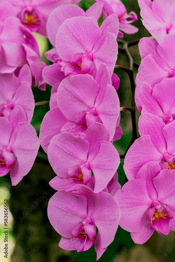 Bright pink orchids bouquet Bright pink orchids bouquet