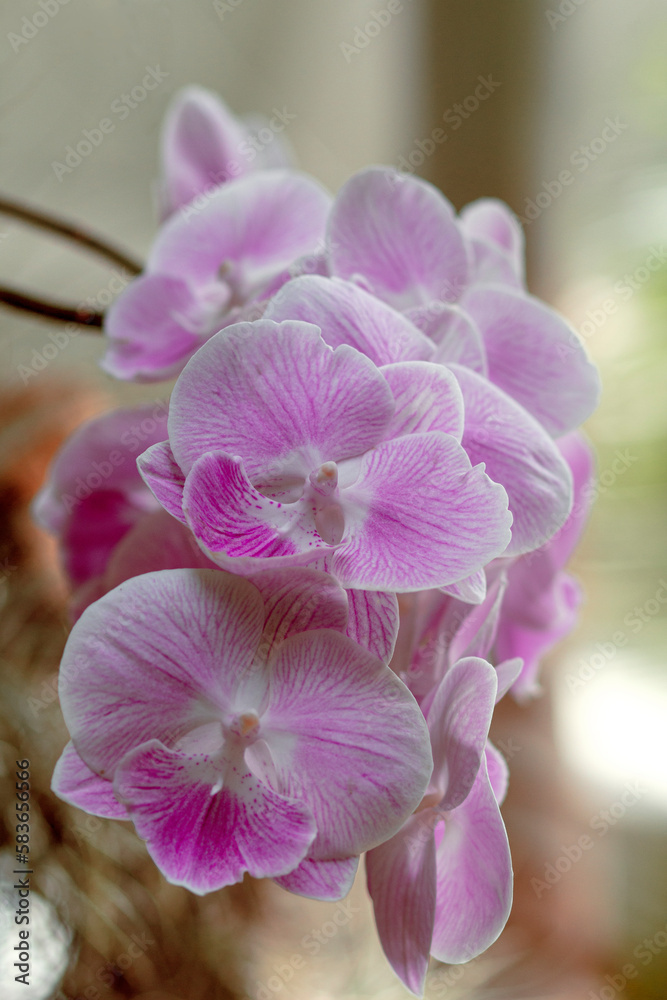 custom made wallpaper toronto digitalBouquet of bright white and purple orchids.