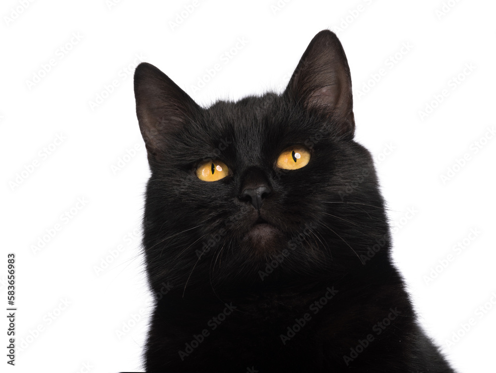 portrait black cat isolated on white background portrait black cat isolated on white background
