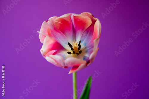 tulip on purple background