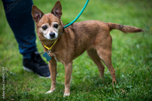 old chihuahua dog on leash standing on grass with person