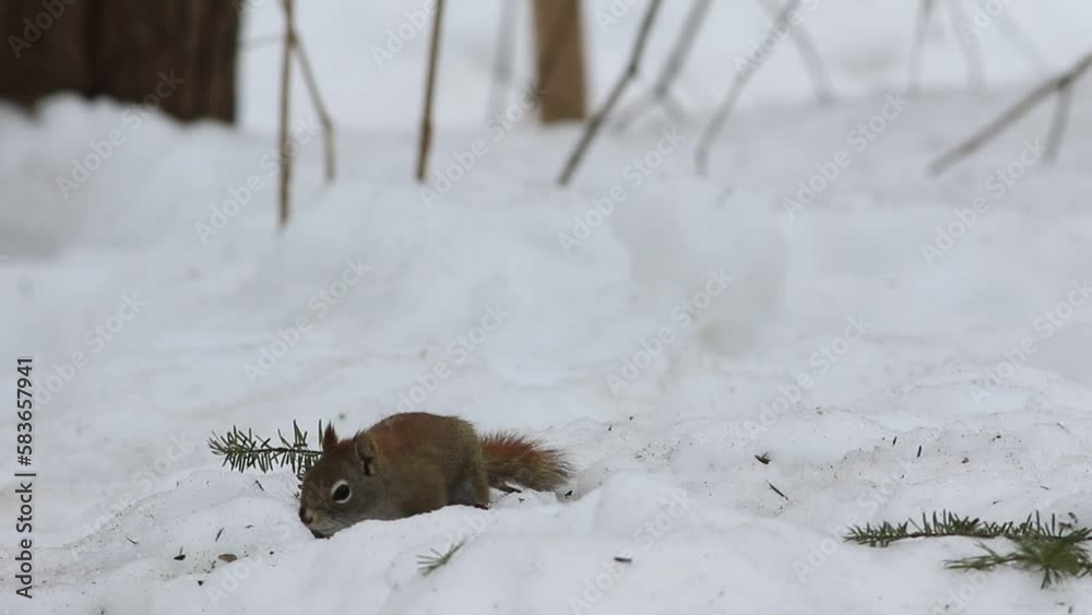 Écureuil sur la neige en hiver	
